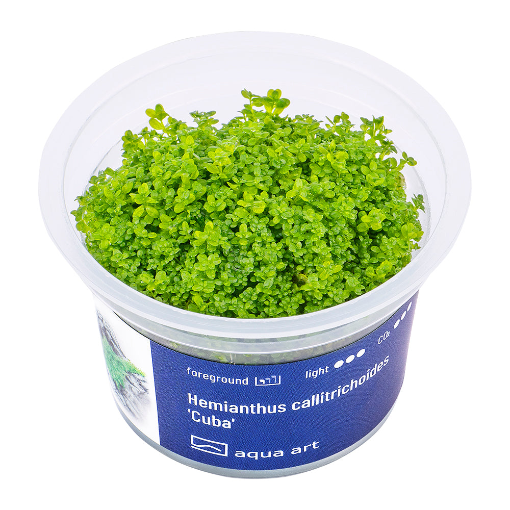 Hemianthus callitricoides cuba (sur commande)