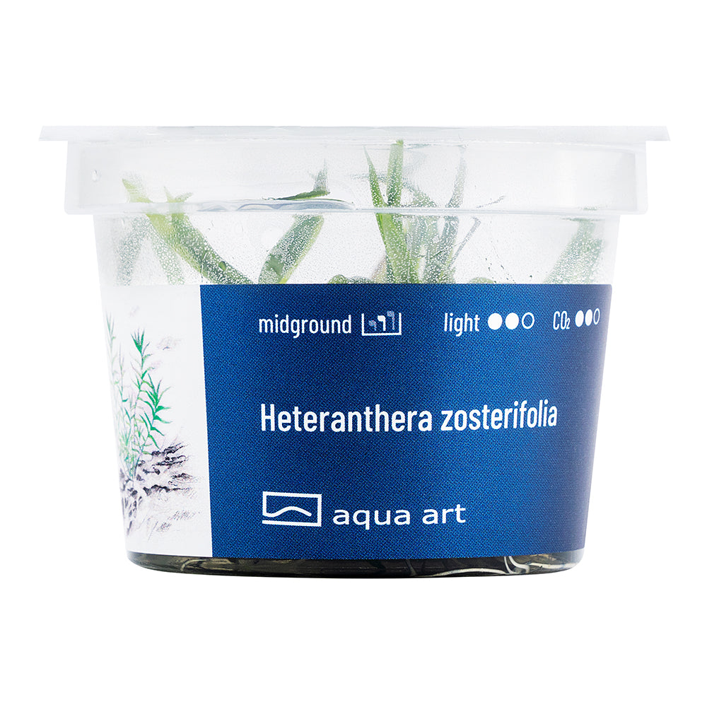 Heteranthera zosterifolia (sur commande)