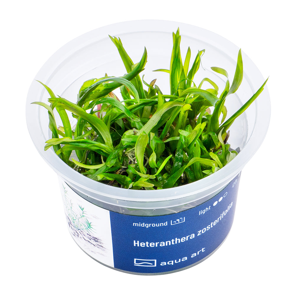 Heteranthera zosterifolia (sur commande)