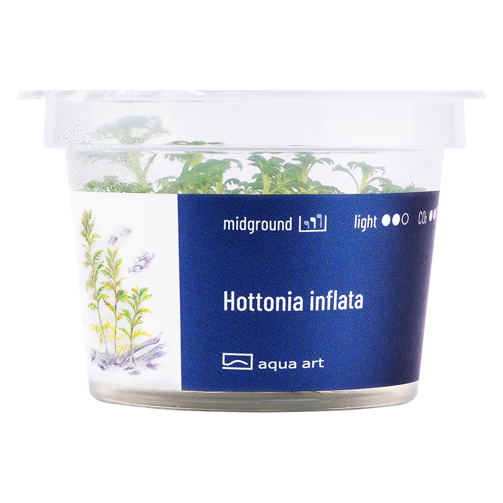 Hottonia inflata (sur commande)