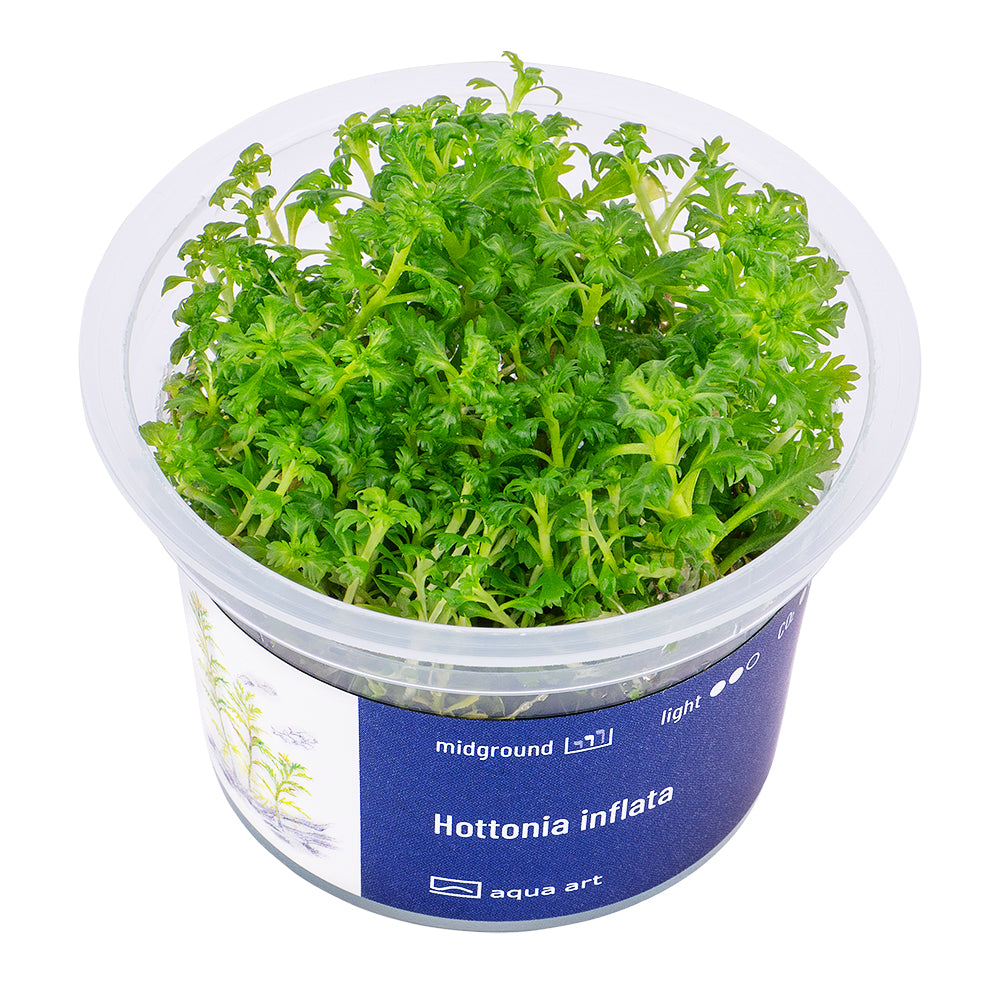 Hottonia inflata