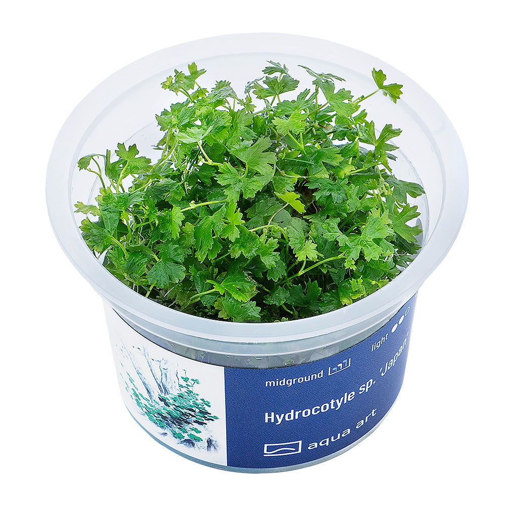 Hydrocotyle sp japan