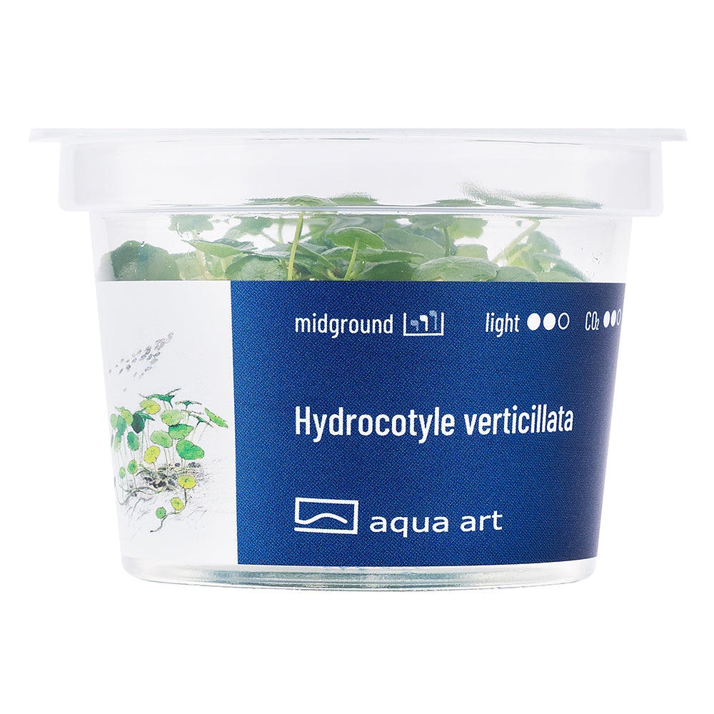 Hydrocotyle verticillata (sur commande)