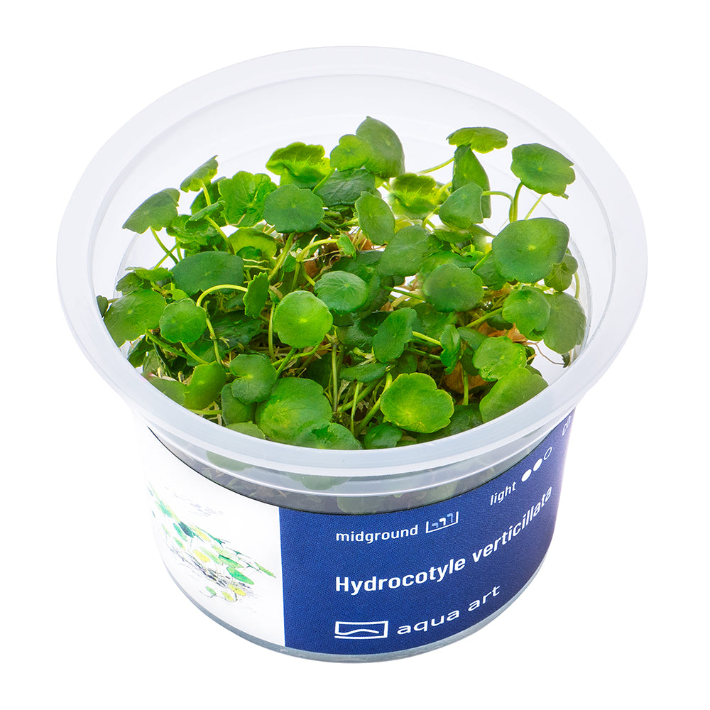 Hydrocotyle verticillata (sur commande)