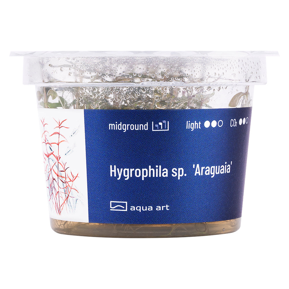 Hygrophila sp. Araguaia (sur commande)