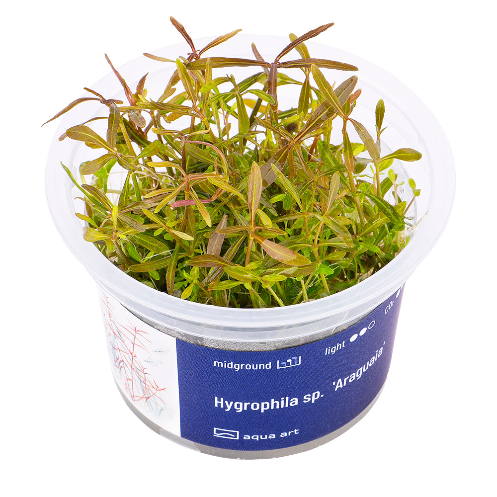 Hygrophila sp. Araguaia (sur commande)