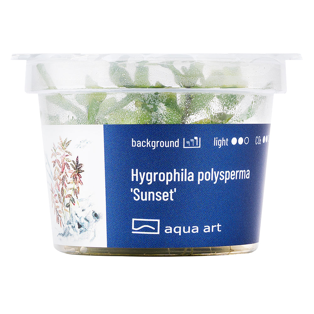 Hygrophila polysperma sunset