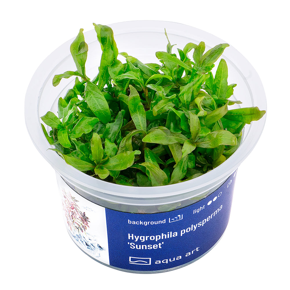 Hygrophila polysperma sunset