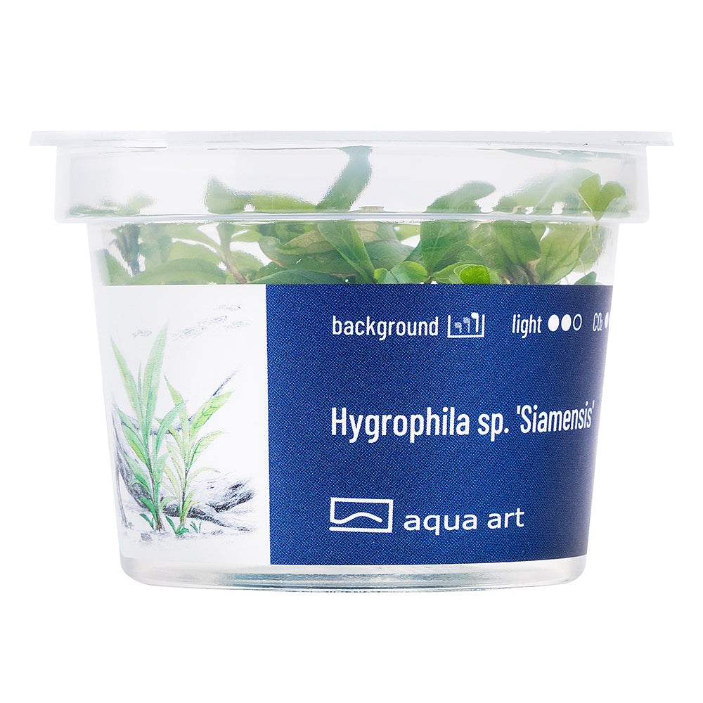 hygrophila siamensis