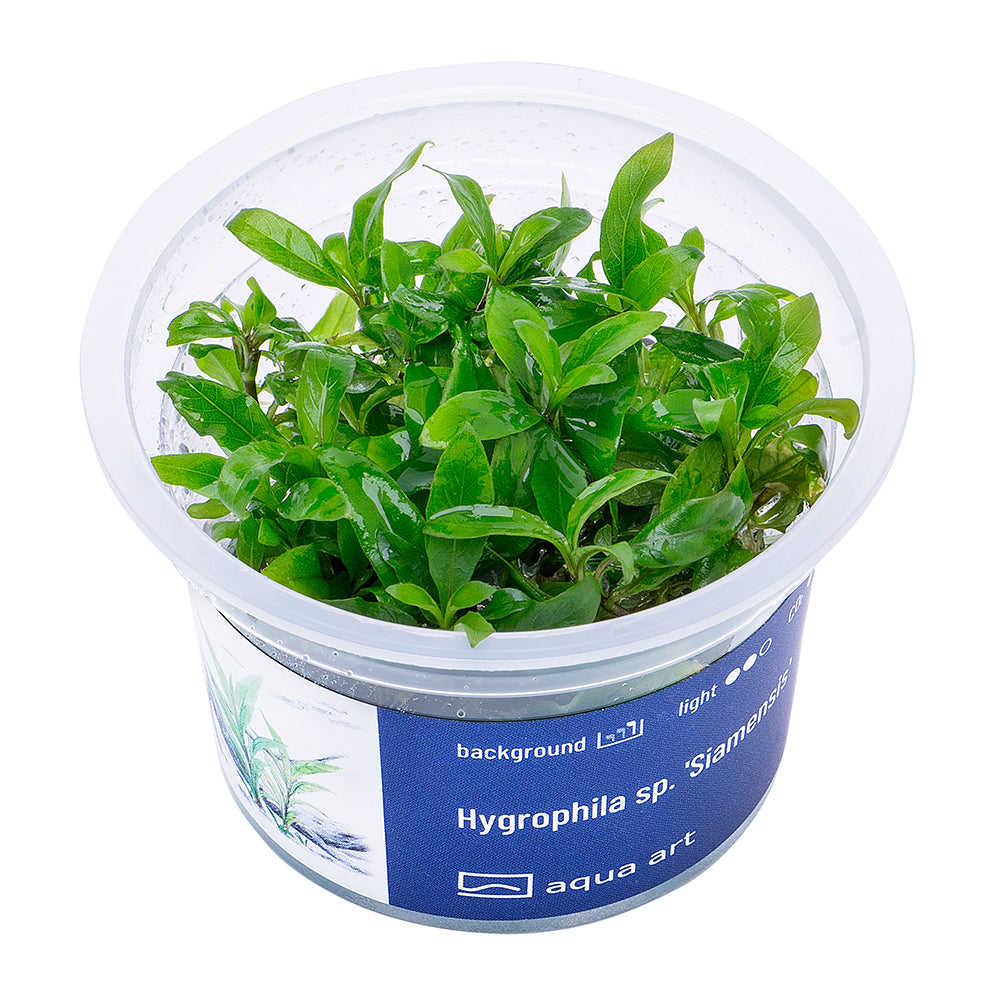 hygrophila siamensis