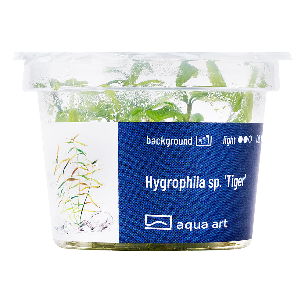 hygrophila 'tiger' (sur commande)