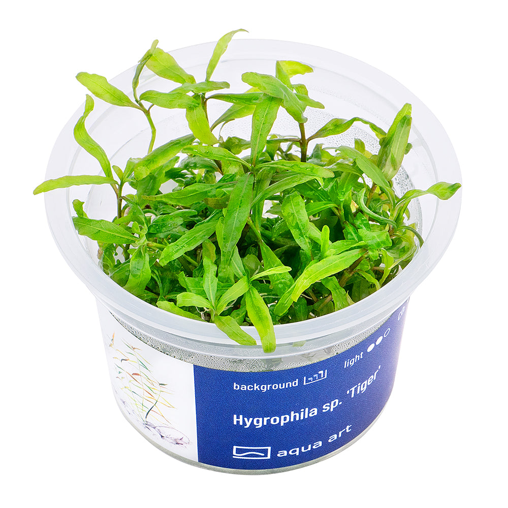 hygrophila 'tiger' (sur commande)