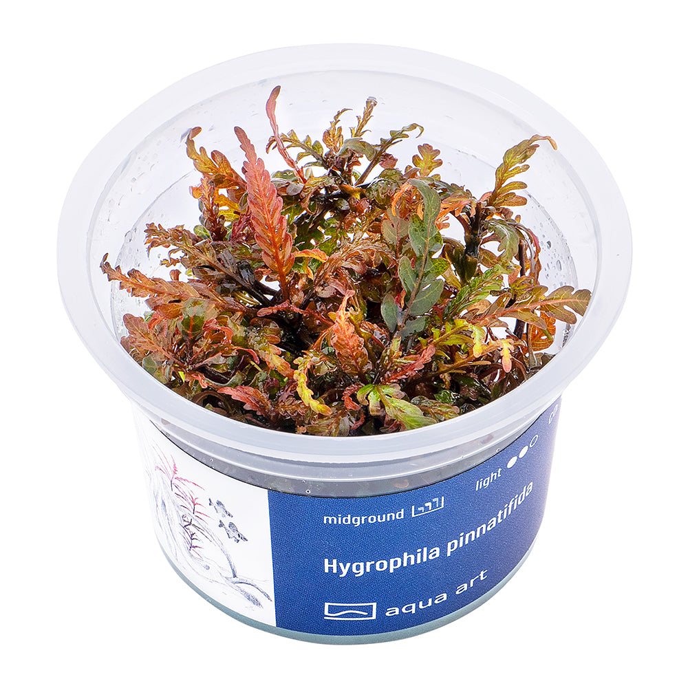 hygrophila pinnatifida