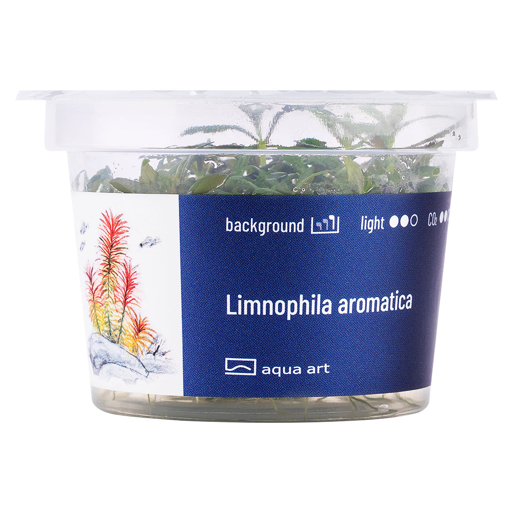 Limnophila aromatica