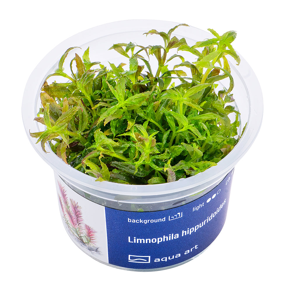 Limnophila hippuridoides (sur commande)
