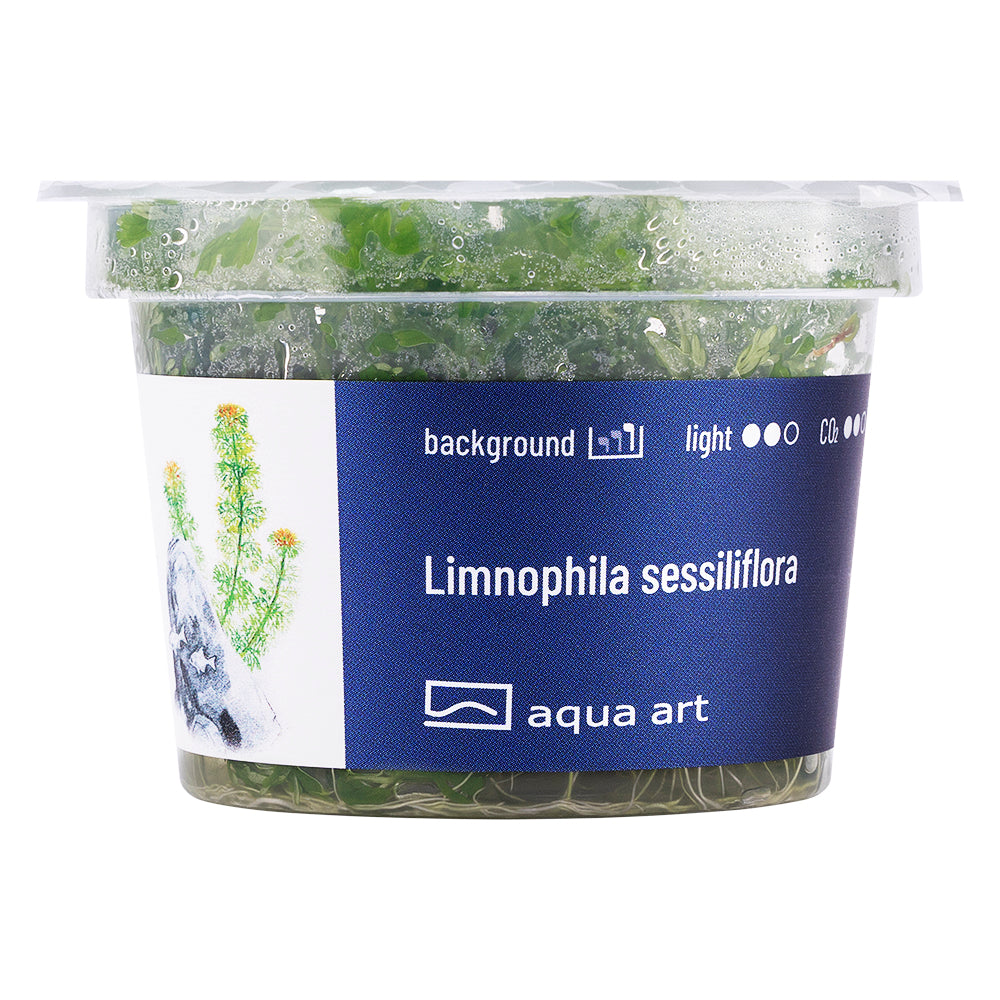 limnophilia sessiflora