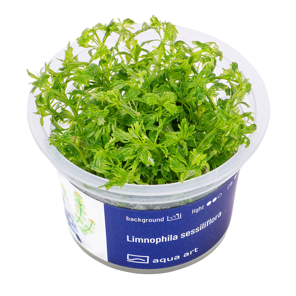 limnophilia sessiflora