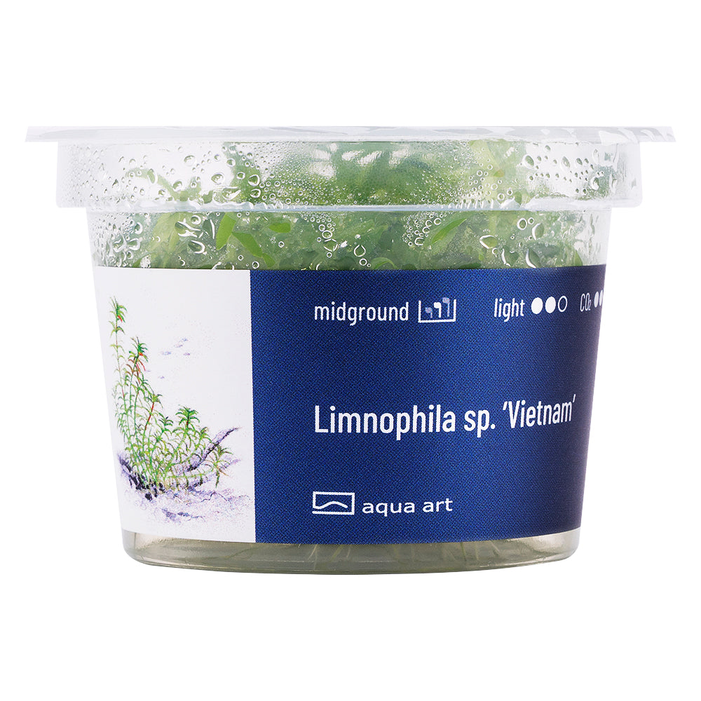 Limnophila sp. 'vietnam' (sur commande)