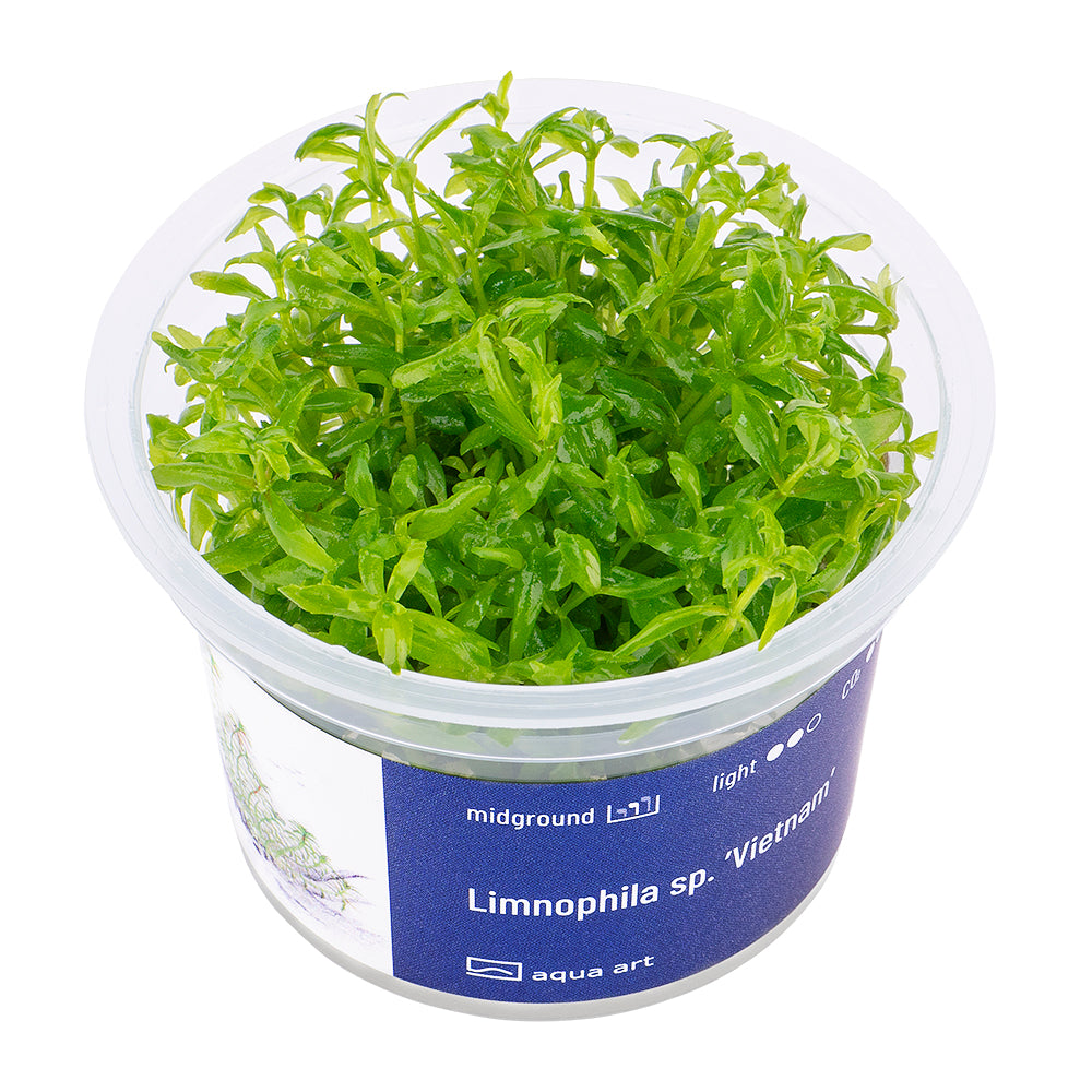 Limnophila sp. 'vietnam' (sur commande)