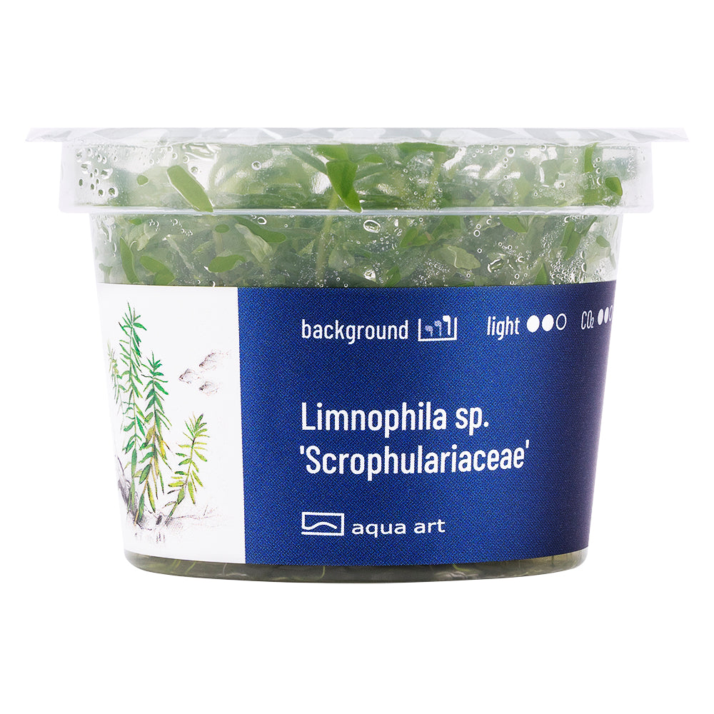 Limnophila sp. Scrophulariaceae