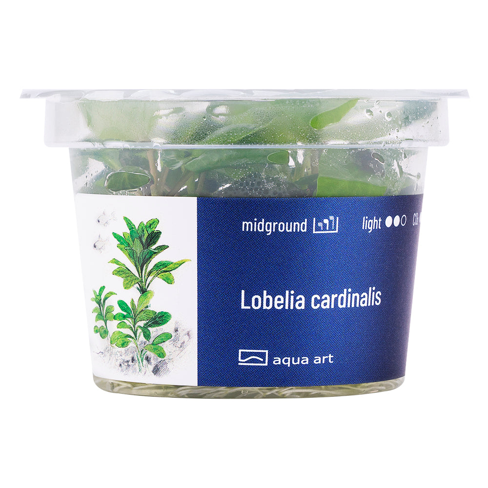 Lobelia cardinalis (sur commande)