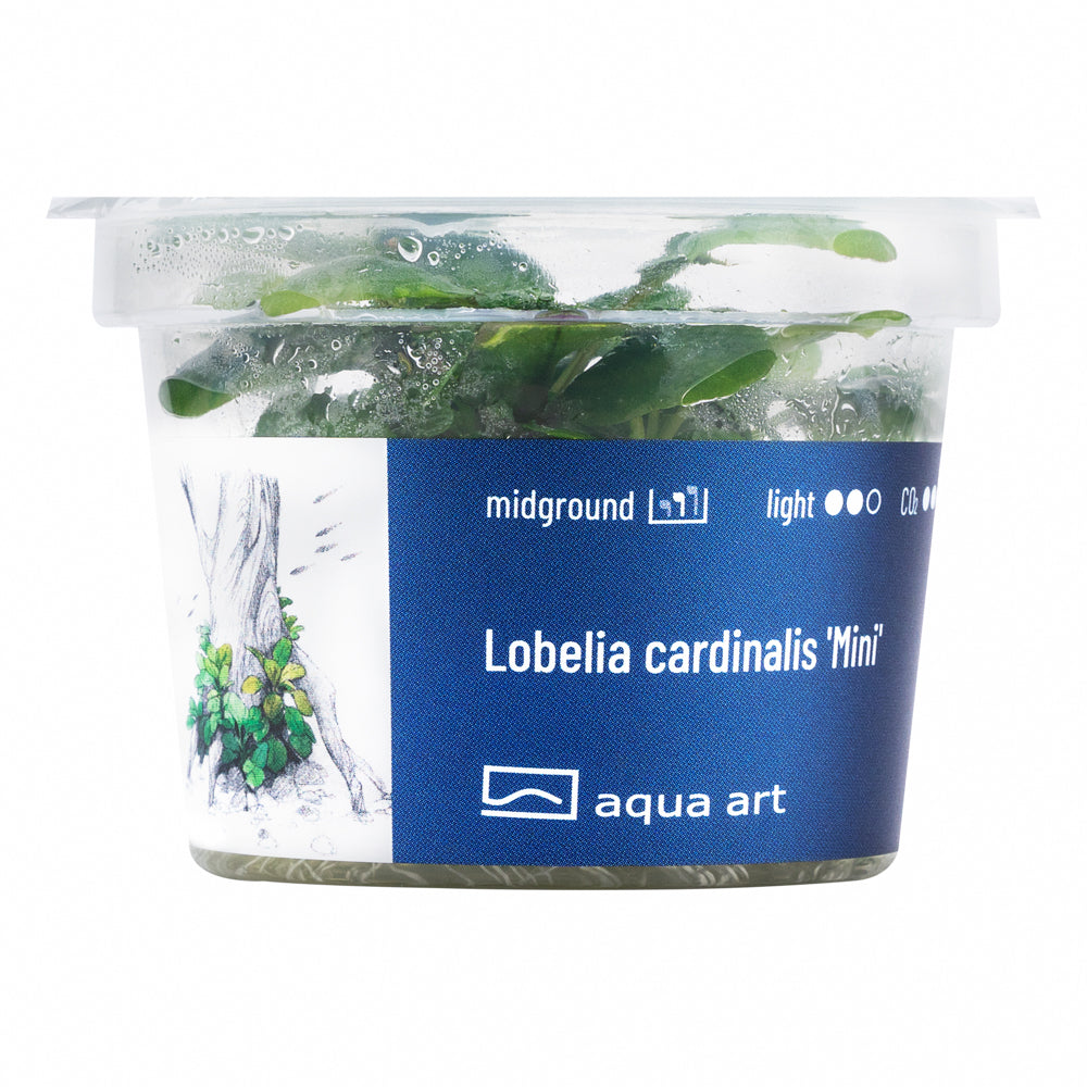 lobelia cardinalis mini