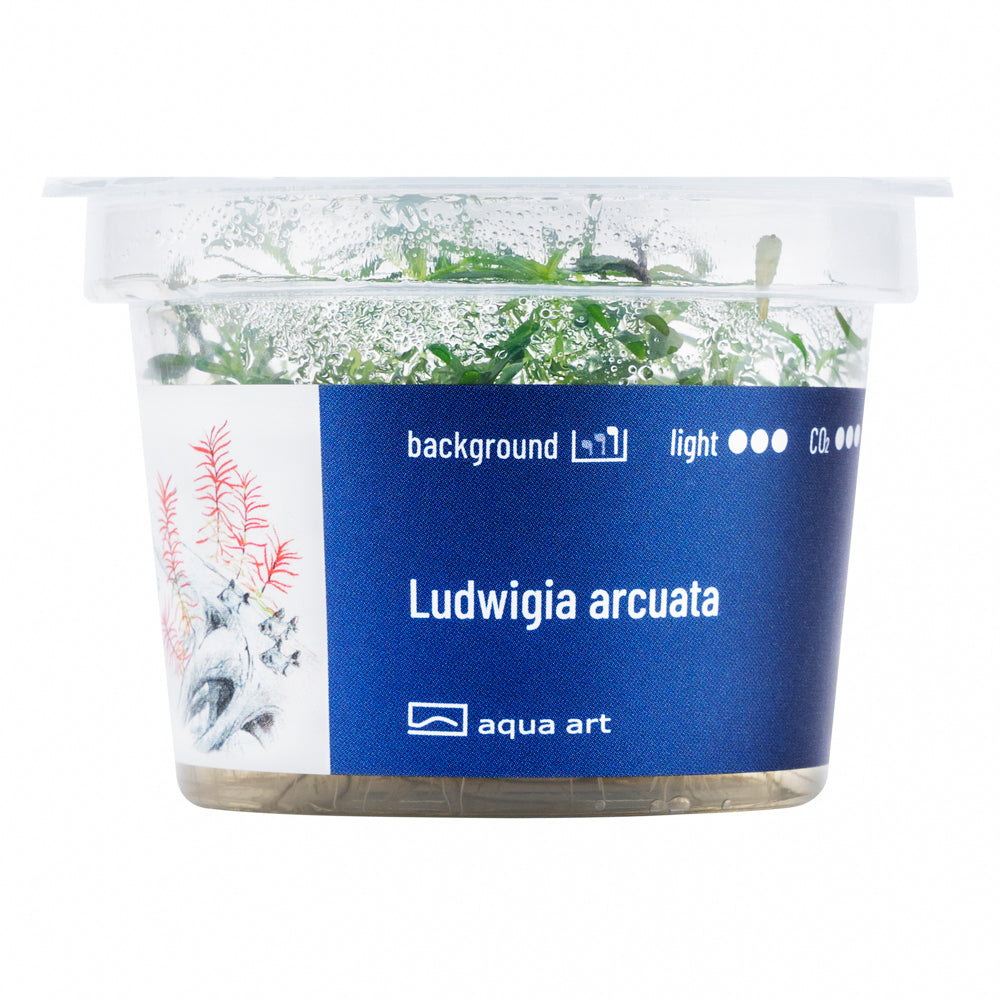 Ludwigia arcuata (sur commande)