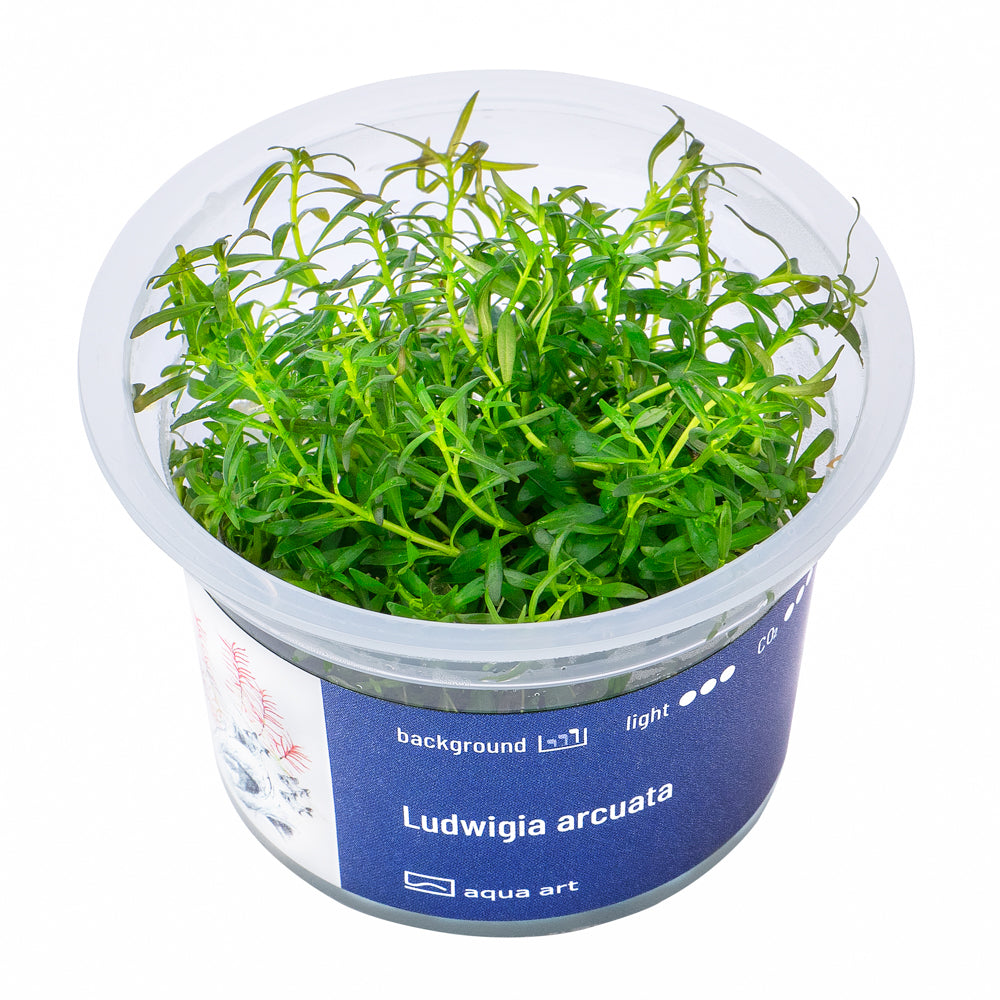 Ludwigia arcuata (sur commande)