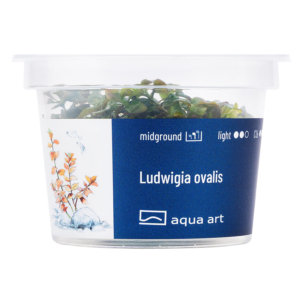 Ludwigia ovalis (sur commande)