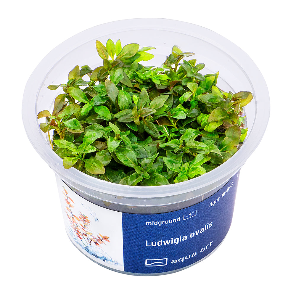 Ludwigia ovalis (sur commande)