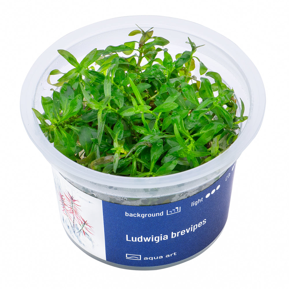 Ludwigia brevipes (sur commande)