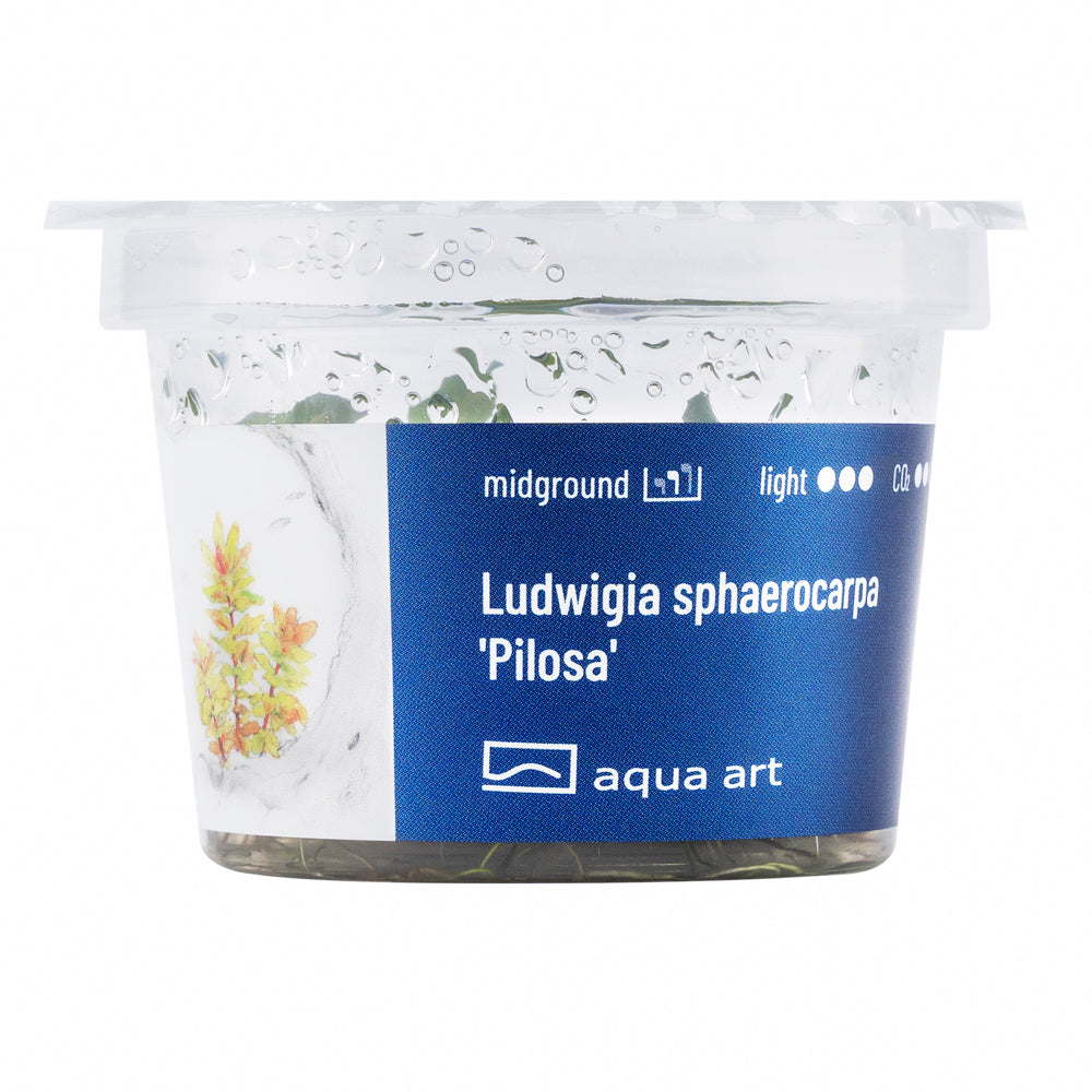 Ludwigia sphaerocarpa Pilosa (sur commande)