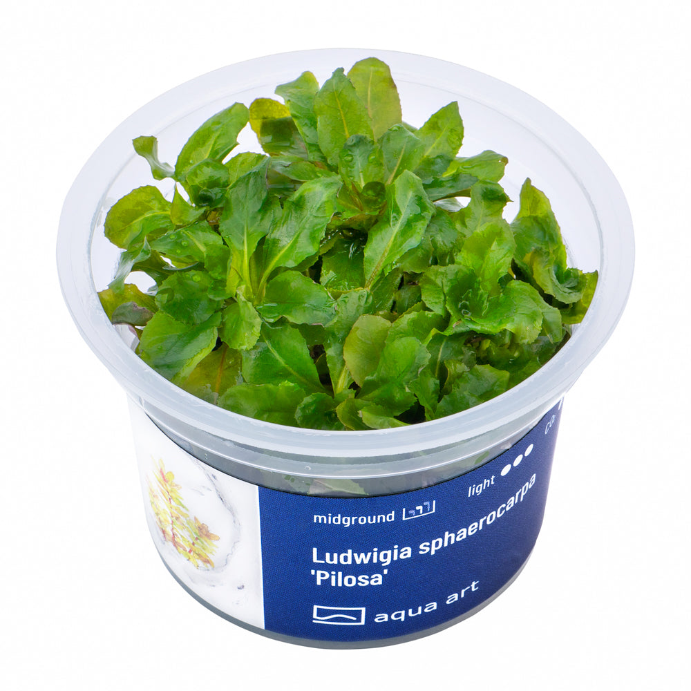 Ludwigia sphaerocarpa Pilosa (sur commande)