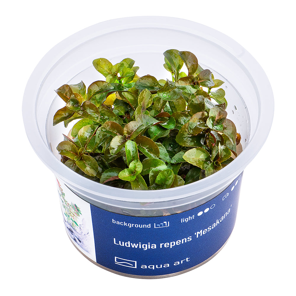 Ludwigia repens _Mesakana (sur commande)