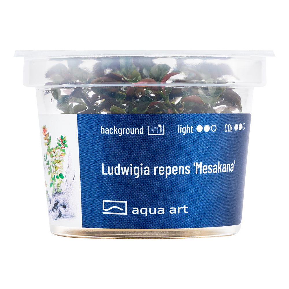 Ludwigia repens _Mesakana (sur commande)