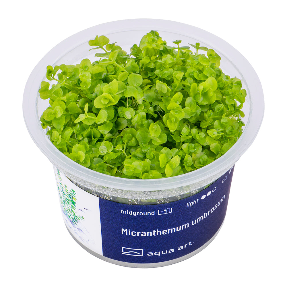 Micranthemum umbrosum (sur commande)