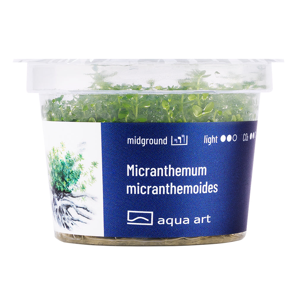 Micranthemum micranthemoides (sur commande)