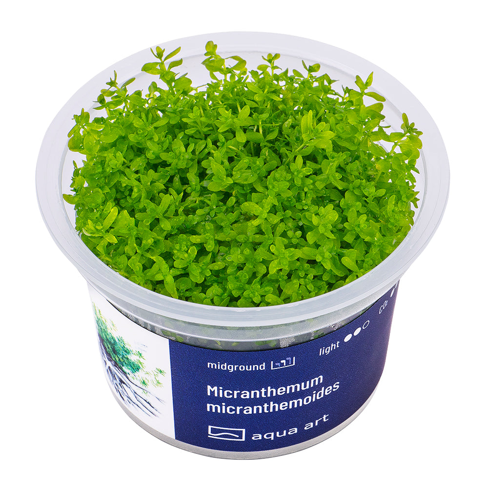 Micranthemum micranthemoides (sur commande)