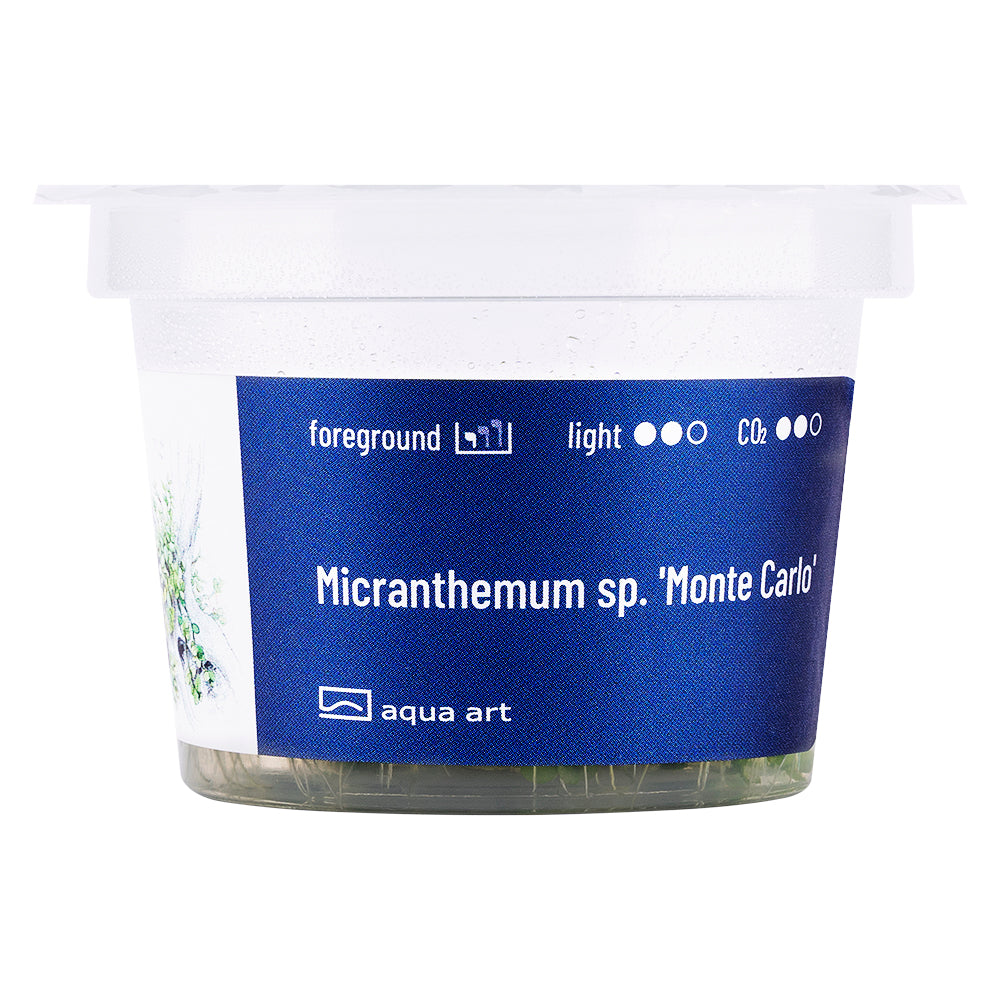 Micranthemum monte carlo