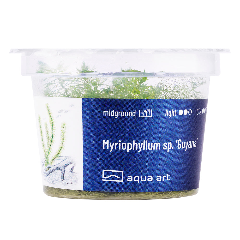 Myriophyllum sp. 'Guyana' (sur commande)