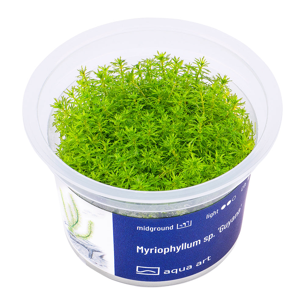 Myriophyllum sp. 'Guyana' (sur commande)