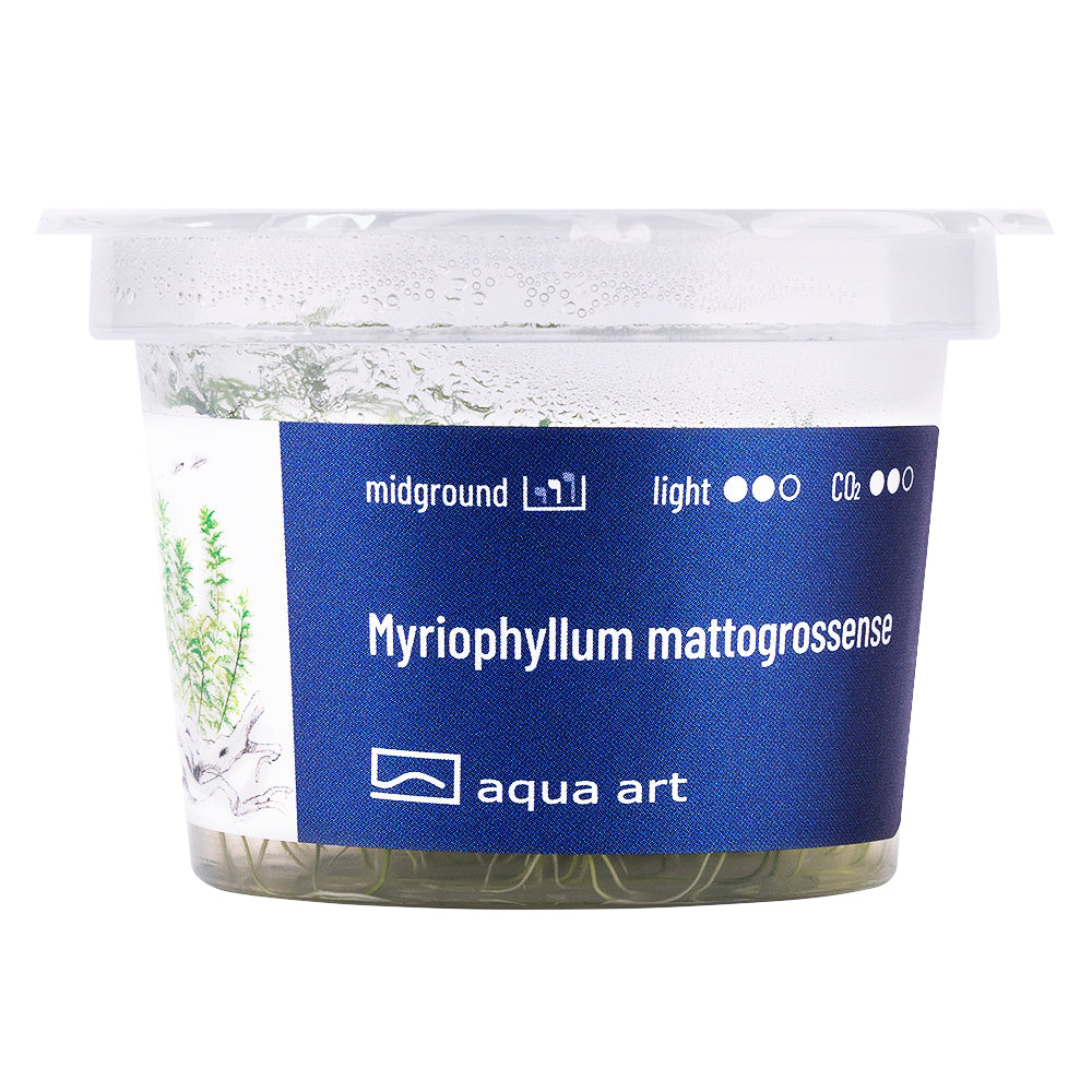 Myriophyllum mattogrossense (sur commande)