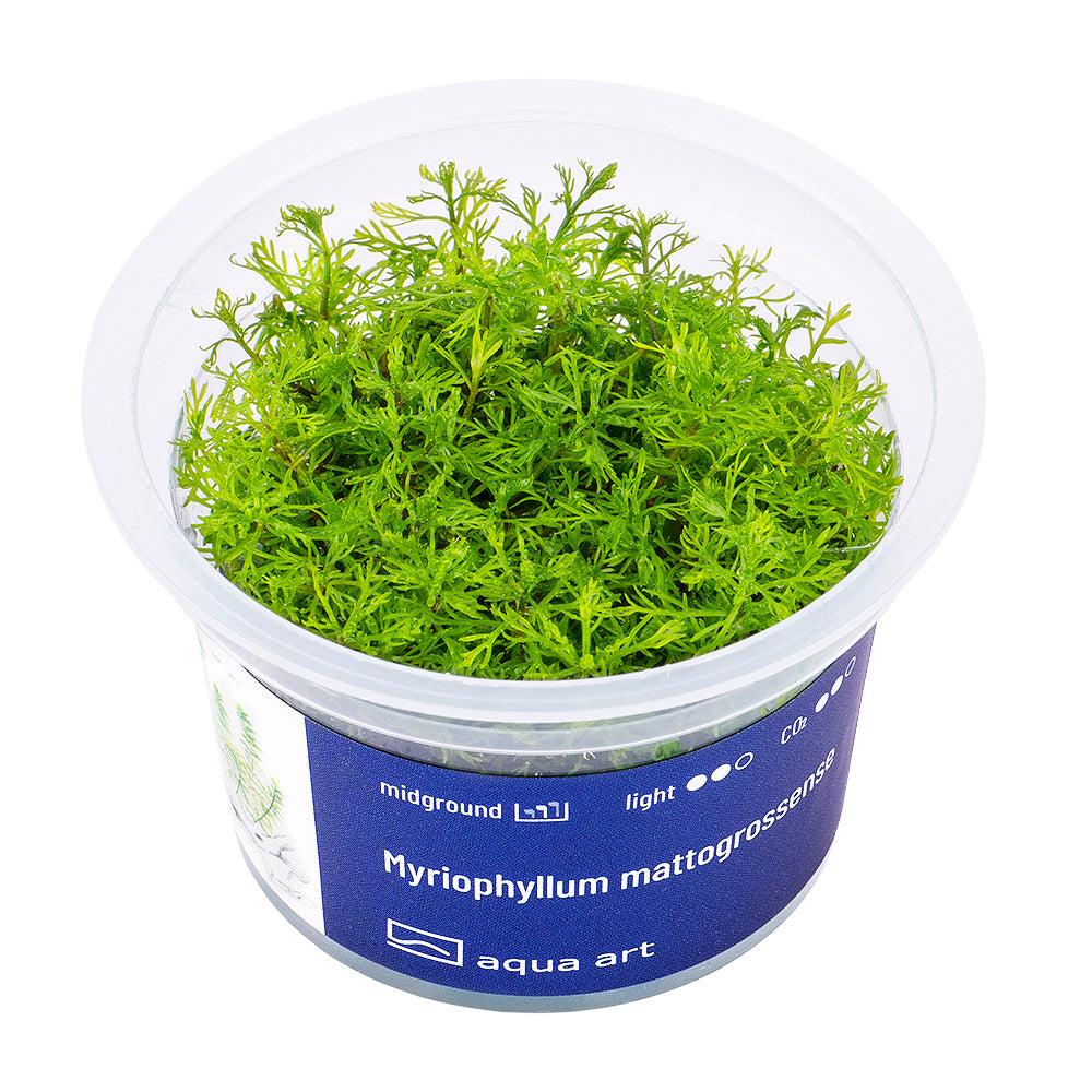 Myriophyllum mattogrossense (sur commande)