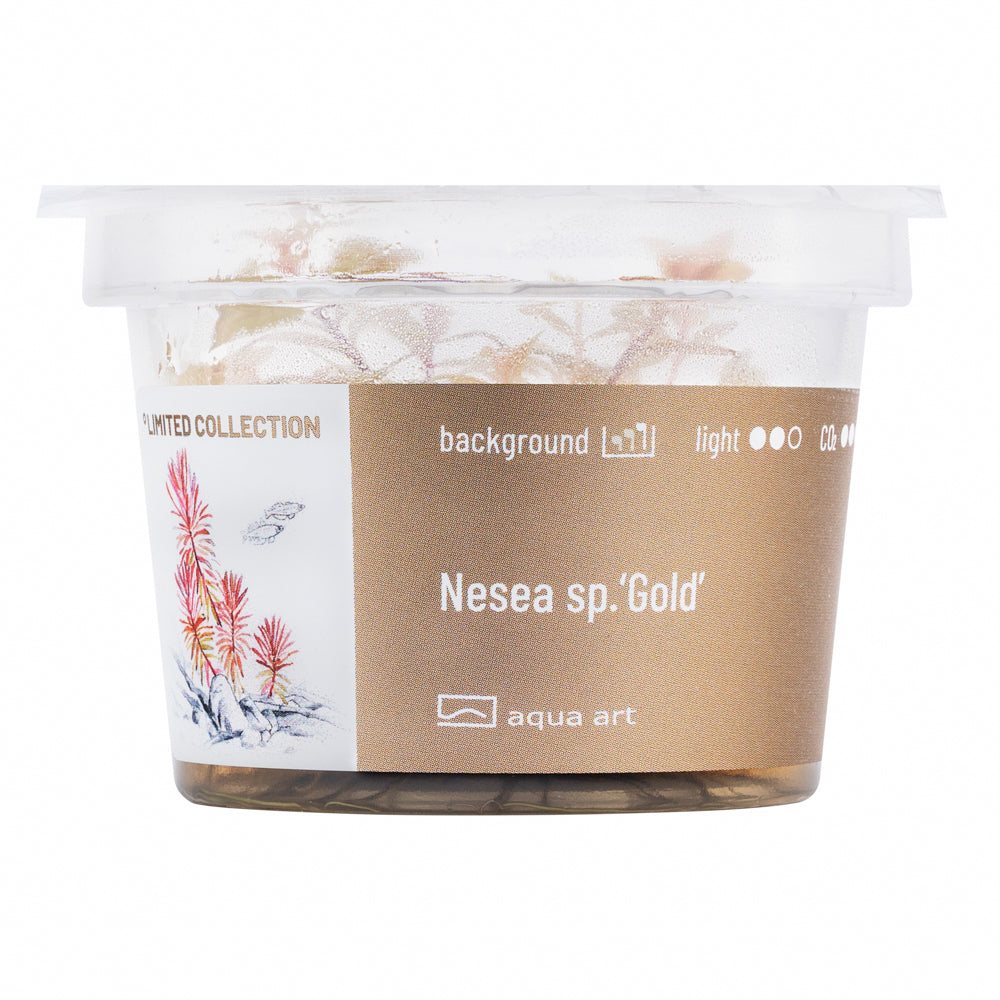 Nesea 'gold'