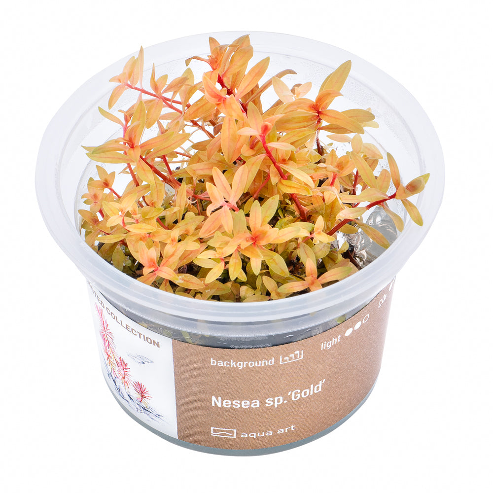 Nesea 'gold'