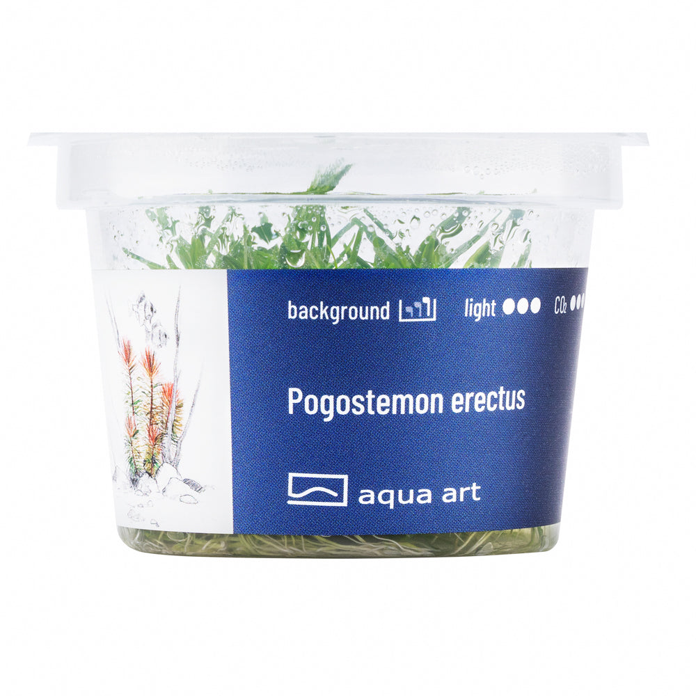 Pogostemon erectus