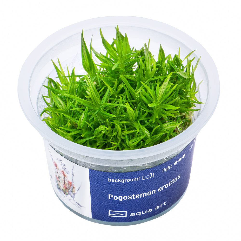 Pogostemon erectus