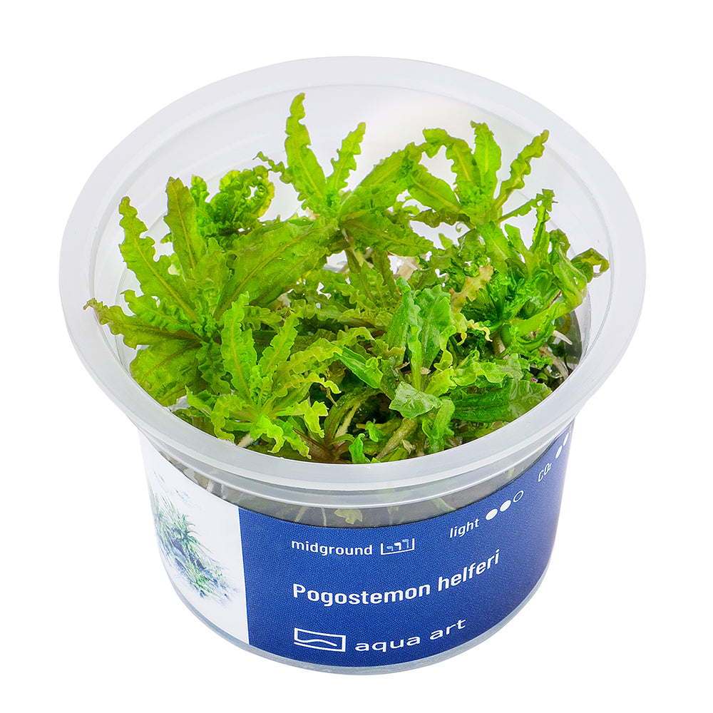 Pogostemon helferi (sur commande)