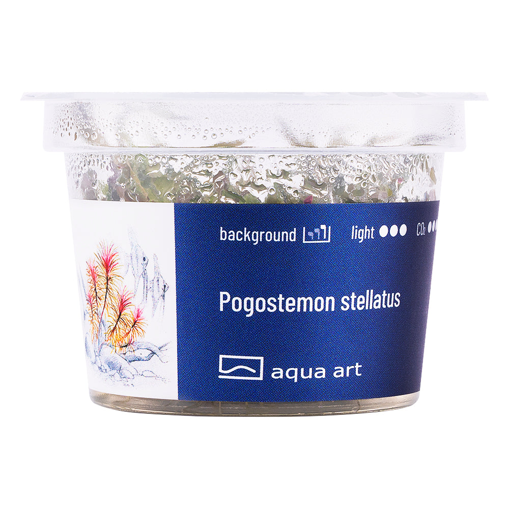 Pogostemon stellatus (sur commande)