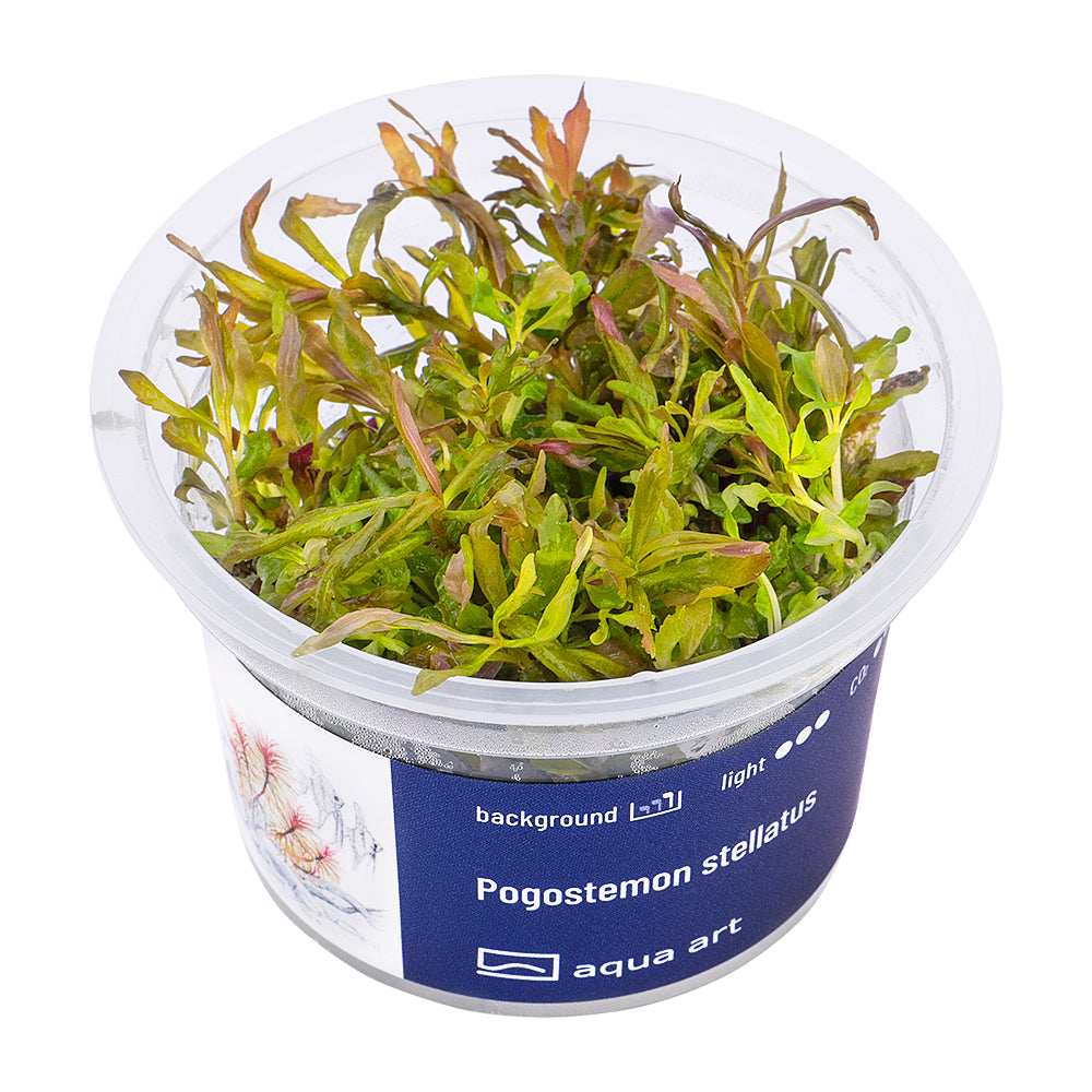 Pogostemon stellatus (sur commande)